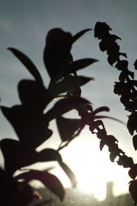 Low angle view of plant against sky