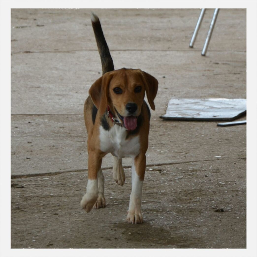 dog, pets, domestic animals, animal themes, one animal, mammal, portrait, looking at camera, sitting, pet collar, full length, animal head, high angle view, front view, zoology, mouth open, sticking out tongue, animal, relaxation, no people