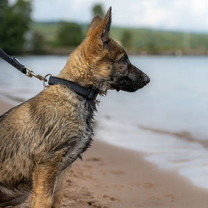 Close-up of a dog looking away