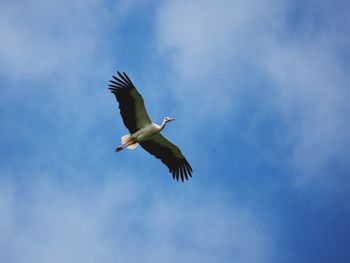 Low angle view of stork flying against sky