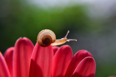 Close-up of snail on flower