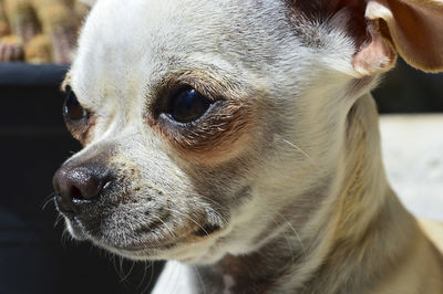 Close-up portrait of dog