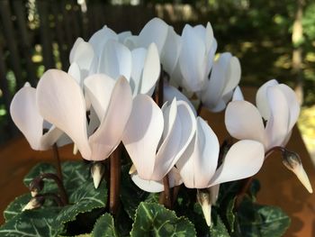 Close-up of white flowers blooming outdoors