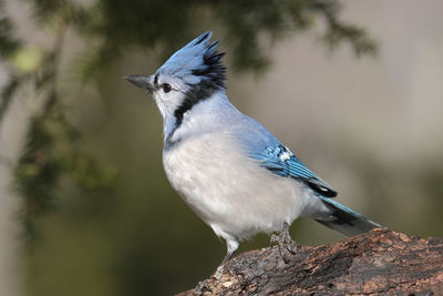 Close-up of bird perching on branch