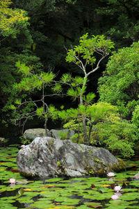 Plants and trees in forest