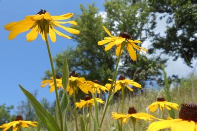 Close-up of yellow flowering plant against sky