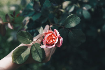 Close-up of cropped hand holding rose blooming in park