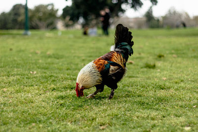 Close-up of a bird on field