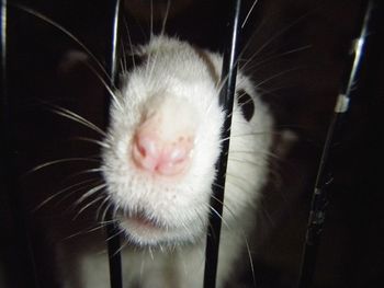 Close-up portrait of cat