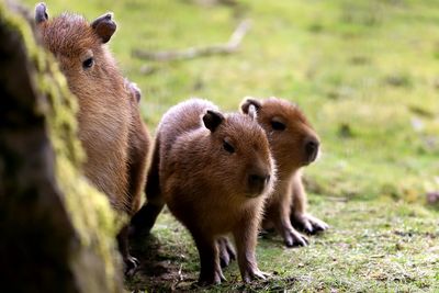 Capybara in a field