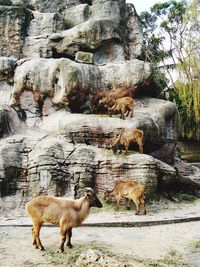 Sheep on tree