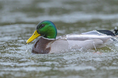 Close-up of a duck swimming in lake