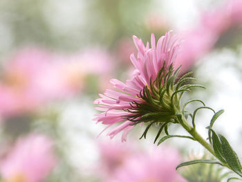 Close-up of pink flowering plant