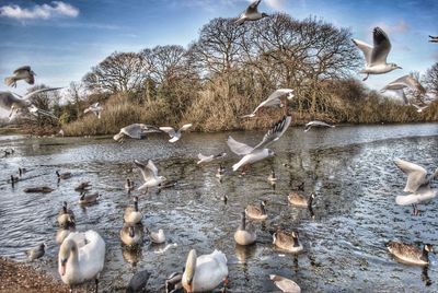 Flock of birds in water