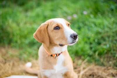 Dog looking away on field