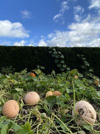 Close-up of plants growing on field against sky