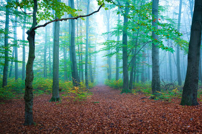 Road amidst trees in forest during autumn