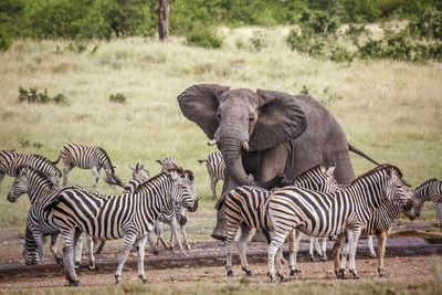 Zebras on field