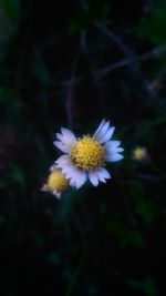 Close-up of purple flower