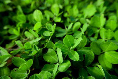 Close-up of green leaves