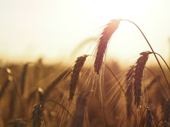 crop
