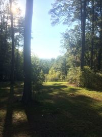 Trees in park against sky