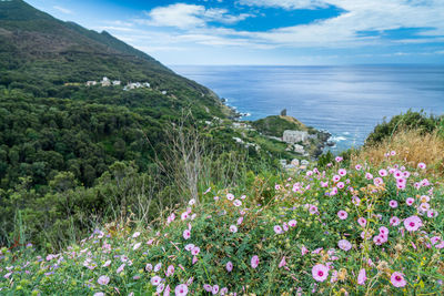 View of flowering plants by calm sea against sky