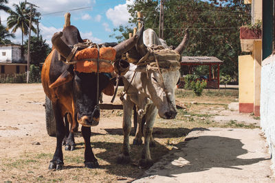 Cows closeup 