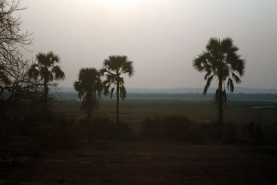 Palm trees on field against sky during sunset