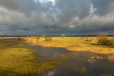 Scenic view of field against sky