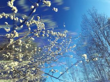 Low angle view of flowers on tree against sky