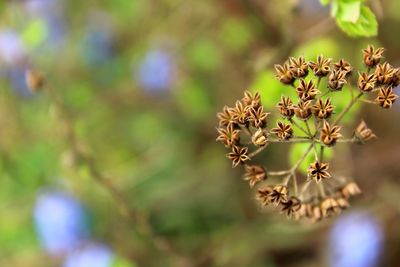 Close-up of flowering plant