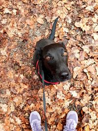 High angle view of dog standing on autumn leaves