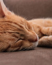 Close-up of cat sleeping