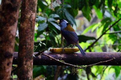 Toucan eating banana on tree