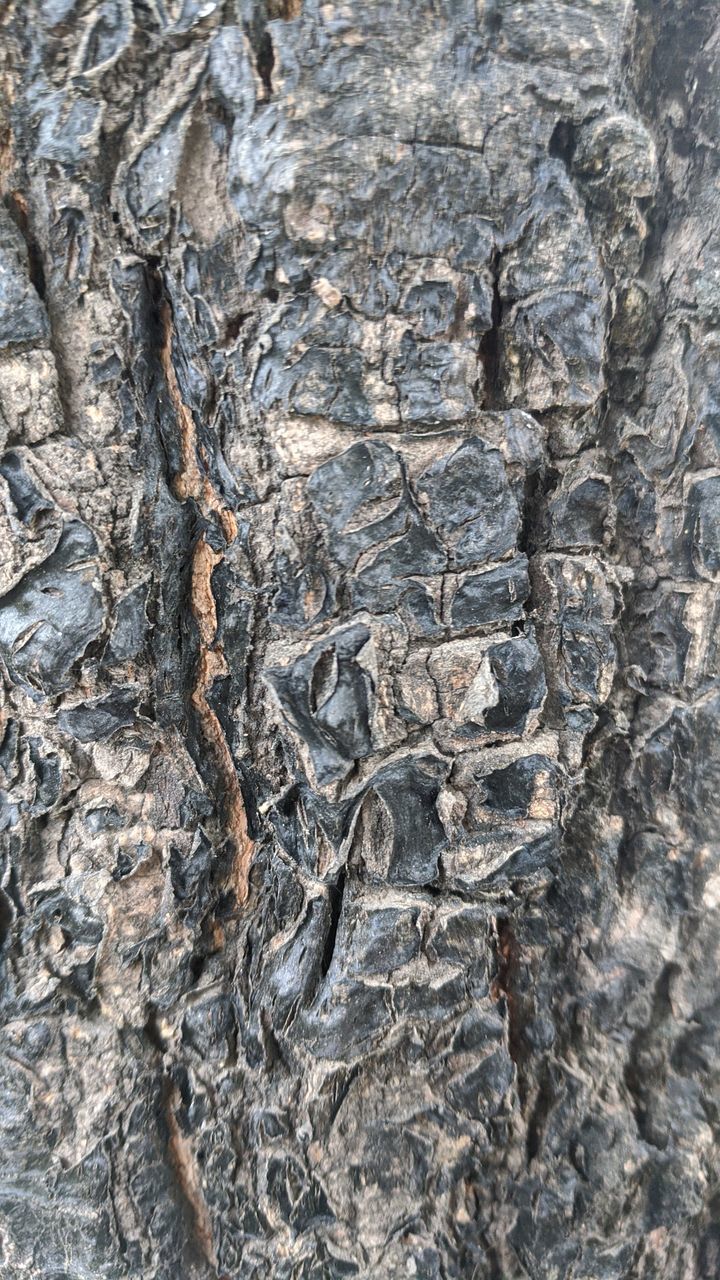 full frame, backgrounds, textured, pattern, no people, close-up, nature, solid, tree trunk, rock, trunk, rock - object, extreme close-up, day, tree, natural pattern, rough, outdoors, plant bark, plant, abstract, bark, abstract backgrounds, textured effect