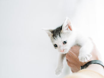 Close-up of cat against white background