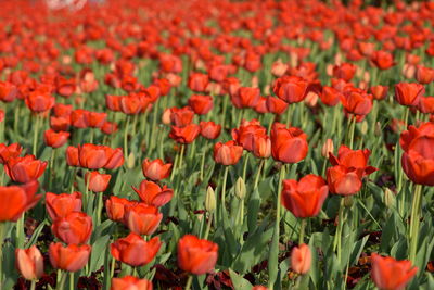 Full frame shot of red tulips field