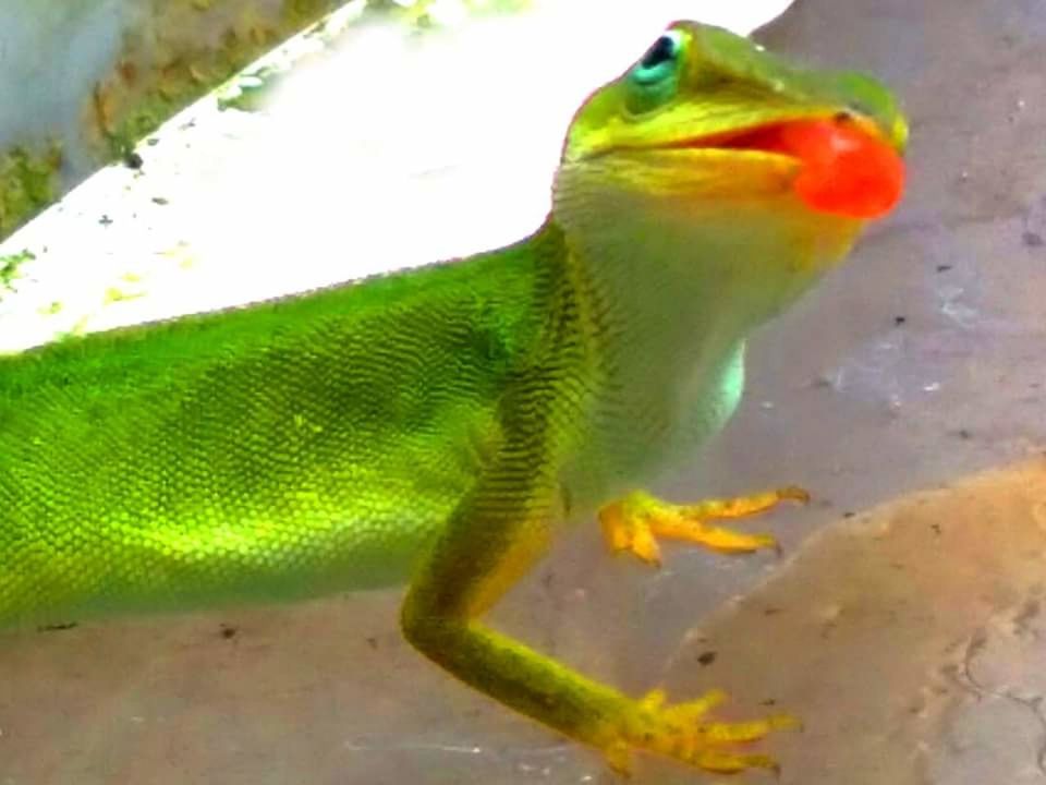 CLOSE-UP OF AN ANIMAL ON LEAF