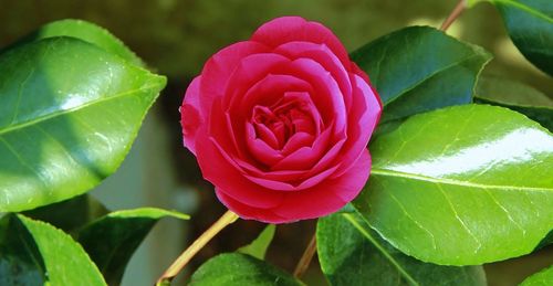 Close-up of pink rose