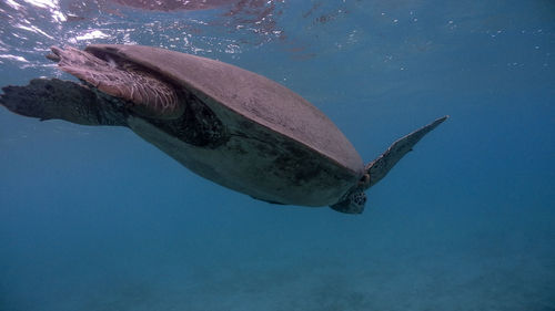 Fish swimming in sea
