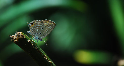 Close-up of butterfly on leaf