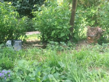 Cat looking away in backyard