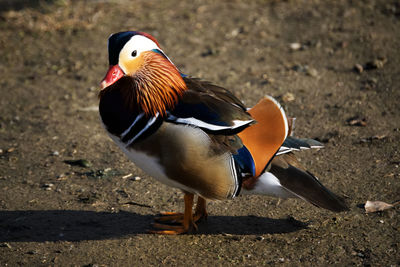 Close-up of a bird on field