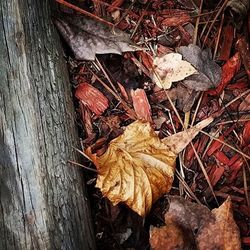leaf