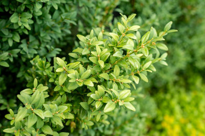 plant