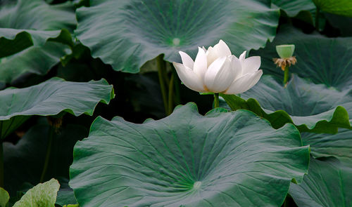 Close-up of lotus water lily