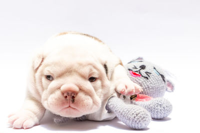 Close-up of a dog over white background