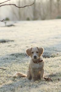 Portrait of dog sitting on land