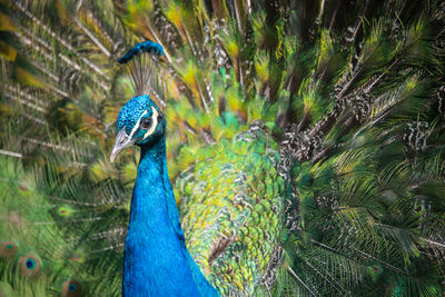 peacock